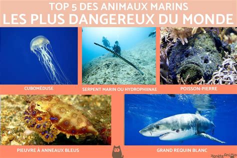 Les Animaux Marins Les Plus Dangereux Du Monde Hot Sex Picture