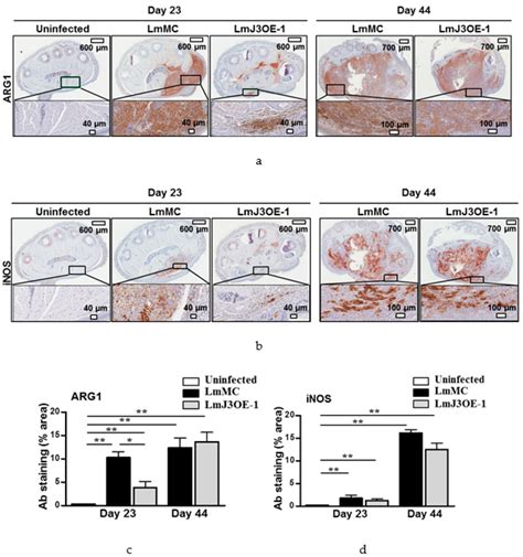 Immunohistochemical Analysis Of Arg1 And Inos In Footpad Sections From