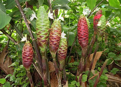 Zingiber Officinale Flower