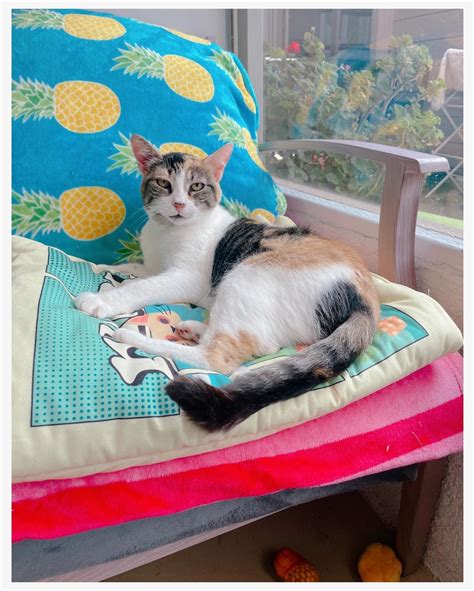FeLV Cats of Kitten Rescue | Mama enjoying Saturday snuggled up with a
