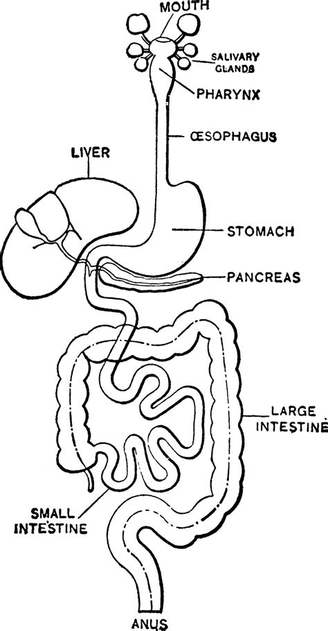 Digestive System, vintage illustration. 13769970 Vector Art at Vecteezy