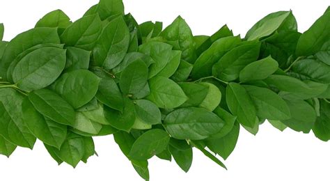 Фисташка зелень для букетов - 86 фото