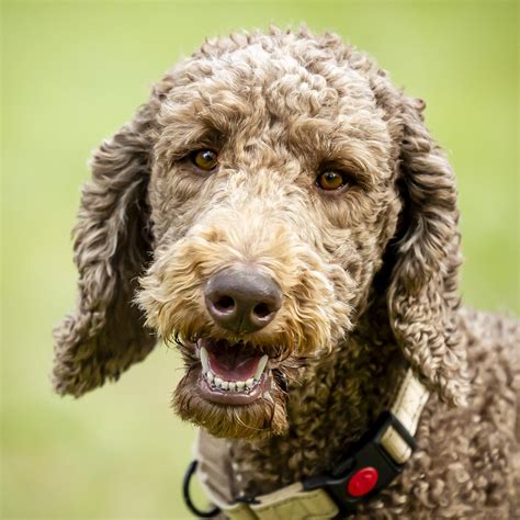 Hubert – Standard Poodles In Need, Rescue & Rehome