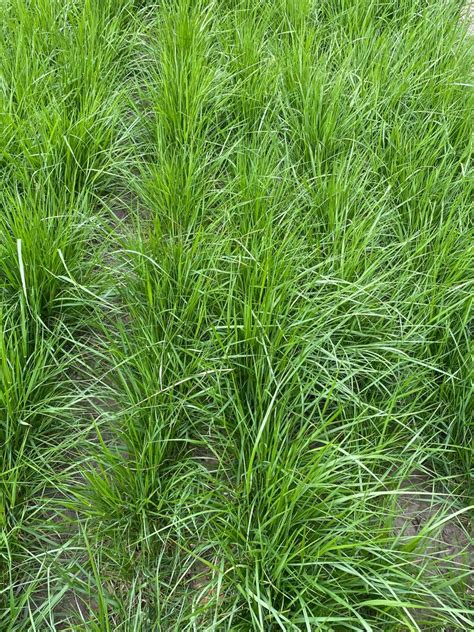 Festulolium - Zaadhandel Neutkens BV | Webshop