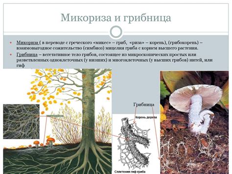 Сожительство растений с грибами и бактериями - презентация онлайн