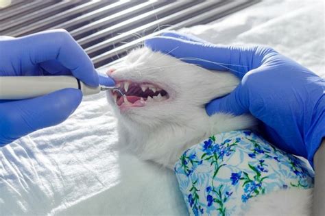 Cat Anesthesia How It Works Costs And Side Effects
