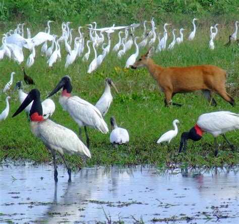 Animais Do Pantanal Imagens