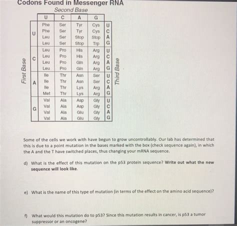 Solved Codons Found In Messenger RNA Second Base C Phe Ser Chegg