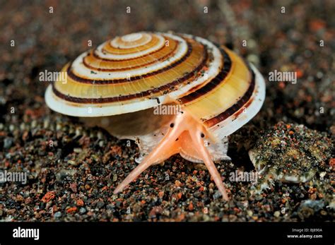 Marine Snails Identification