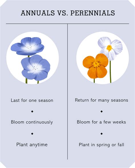 Know The Differences Between Annuals And Perennials
