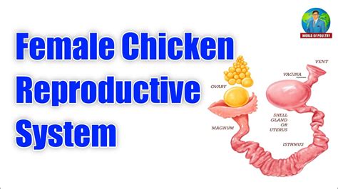 Female Chicken Reproductive Systemparts Of Chicken Reproductive System