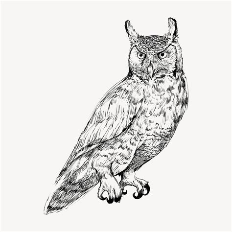Black And White Owls Clip Art Images Free Photos Png Stickers