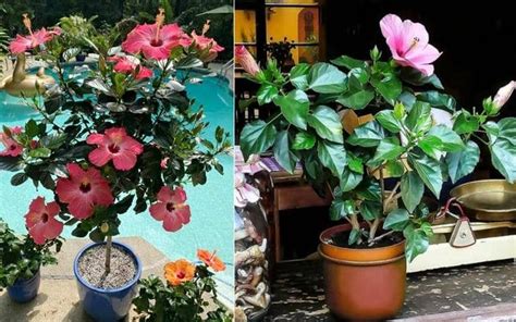 How To Grow Hibiscus In Pot And All Its Cares Garden With Grandma