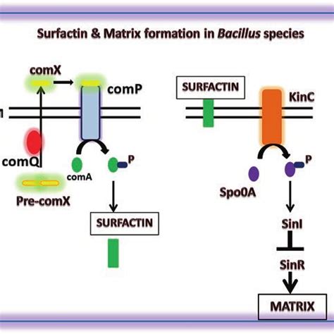 mechanism  surfactin  matrix formation  bacillus species
