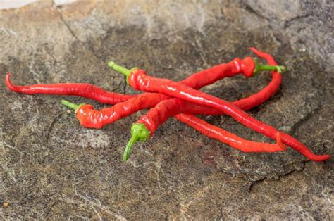 corbaci sweet pepper vertiloom