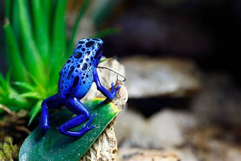 Rã Flecha Azul Alimentação