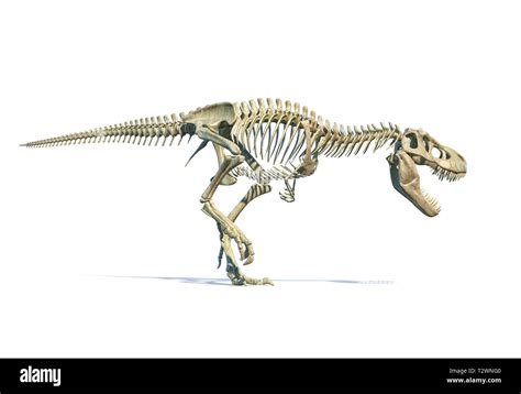 Tyrannosaurus Rex Dinosauro Fotorealistico D Rendering Di Scheletro