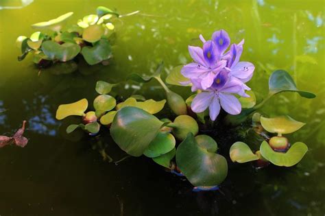 Foto Le Migliori Piante Acquatiche Per Lo Stagno In Giardino