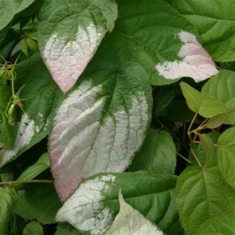 Cheap Actinidia Kolomikta Variegated Kiwi Vine Cheap Climbing Plants