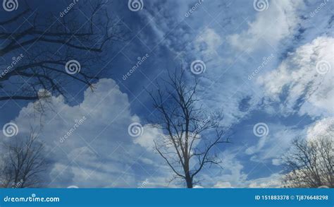 Siluette Sfrondate Nude Dell Albero Sul Fondo Del Cielo Blu Cielo Blu Coperto Di Nuvole Bianche