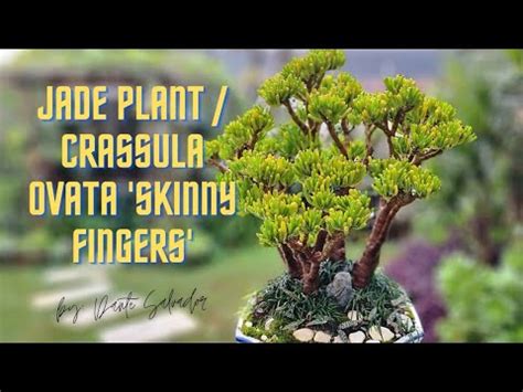 Jade Plant Crassula Ovata Skinny Fingers Jadeplant YouTube