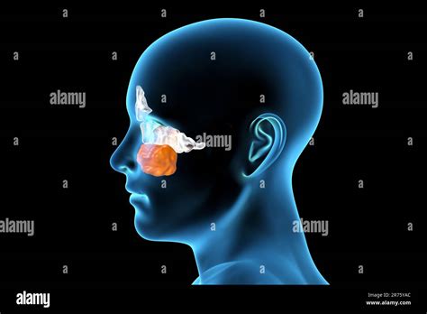 Human Paranasal Sinuses Computer Illustration The Sinuses Are