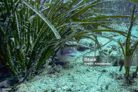 Gilthead Seabream Underwater Orata Dorada Stock Photo Download Image