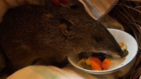 Bandicoot Diet Page