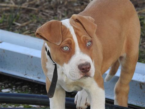 What Is A Staffordshire Bull Terrier A Mix Of