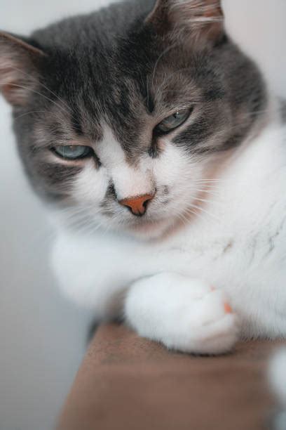 30 Snob Kitty Stock Photos Pictures And Royalty Free Images Istock