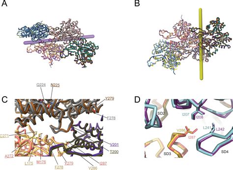 figures  data  structural insights  actin isoforms elife