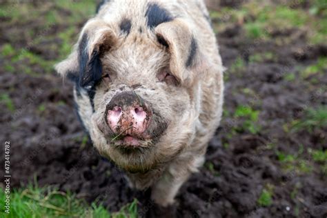 A pig is genus Sus,within the even-toed ungulate family Suidae. Pig farming or hog farming is ...