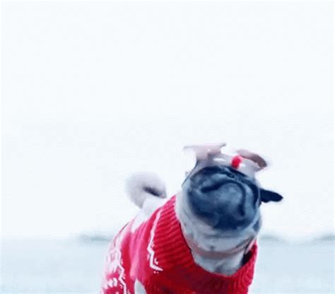 Reindeer Pug GIF - Christmas Pug Reindeer Funny Animals - Discover ...