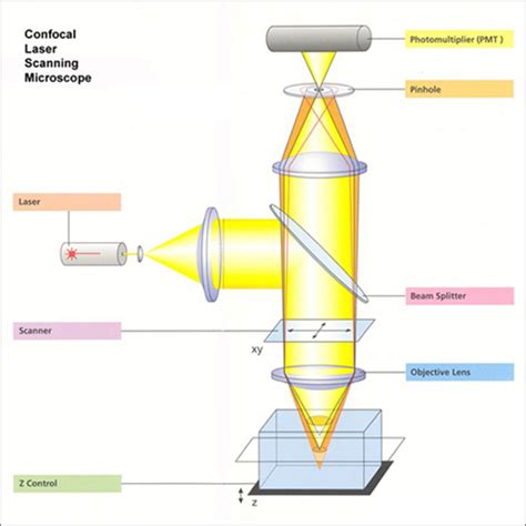 Confocal Laser Scanning Microscope (CLSM) – CET Scientific Services Pte Ltd