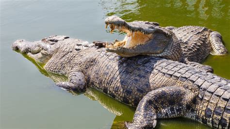 Female Crocodiles Reproduce Without Male Partner | Parthenogenesis in