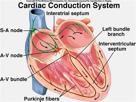 pictures  atrioventricular bundle