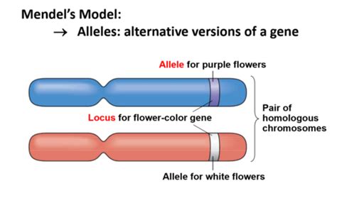 Mendelian Genetics Flashcards Quizlet