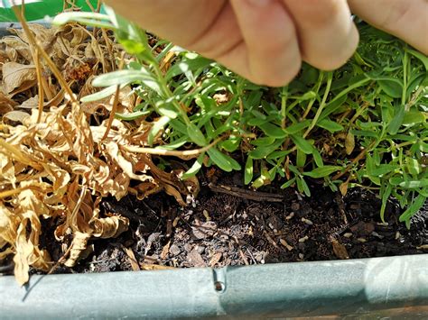 Befall Im Blumentopf Zapfenartig Hausgarten Net