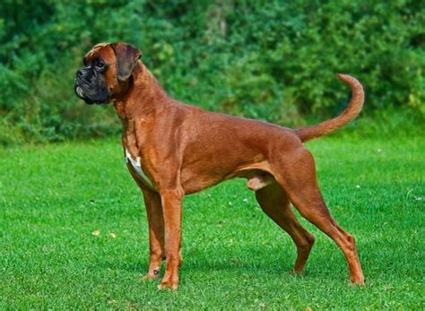 boxer dog breed information pictures characteristics facts monkoodog