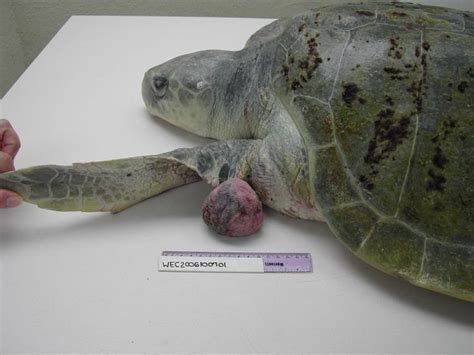 Kemp S Ridley Sea Turtle Lepidochelys Kempii Or Atlantic Ridley