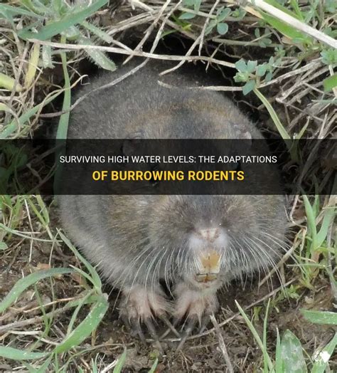surviving high water levels  adaptations  burrowing rodents petshun