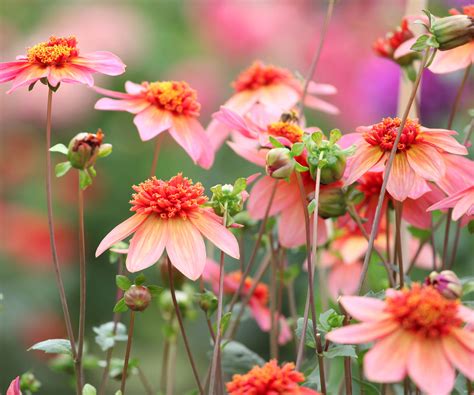 How To Practise Mindful Gardening 6 Expert Tips Homes Gardens