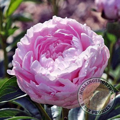 Hollingsworth Peonies Minuet