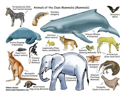 Exemplos De Animais Mamíferos - Mamíferos
