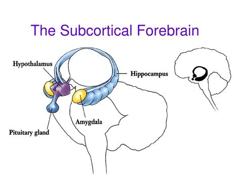 Ppt Cerebral Cortex Powerpoint Presentation Free Download Id2966946