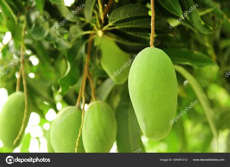 Close Green Mangoes Hanging Tree Garden Stock Photo By Tumtin