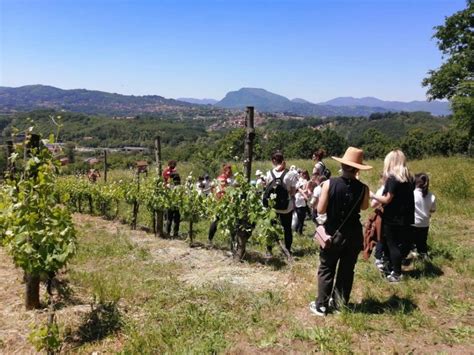 Cantine Aperte In Campania Festa Del Vino Tra Vigneti Cantine E