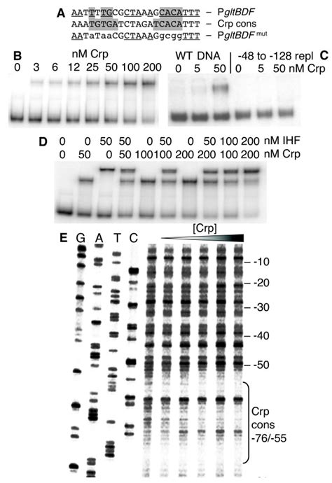 Interactions Between Crp And The Gltbdf Promoter Region A The Glt