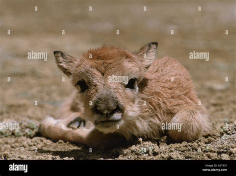 A baby Chiru an endangered Tibetan antelope Chang tang Plateau Tibet