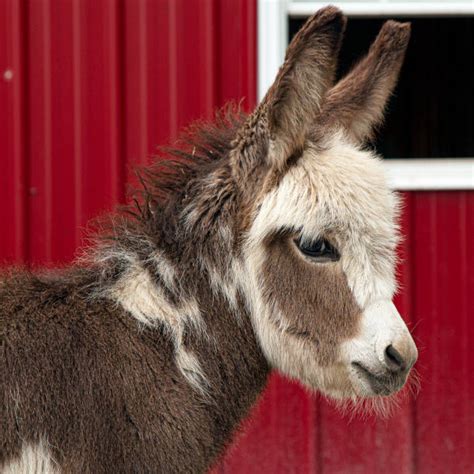 Miniature Donkey Stock Photos, Pictures & Royalty-Free Images - iStock